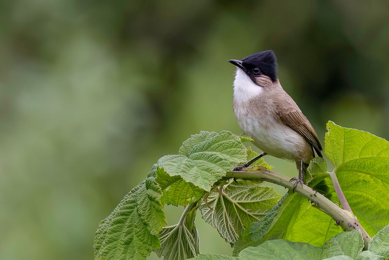 Brown-breasted Bulbul