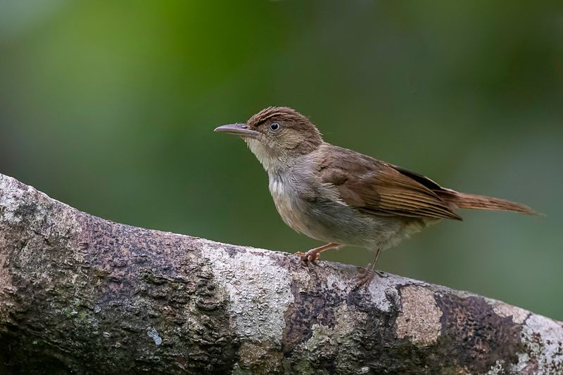 Charlotte's Bulbul