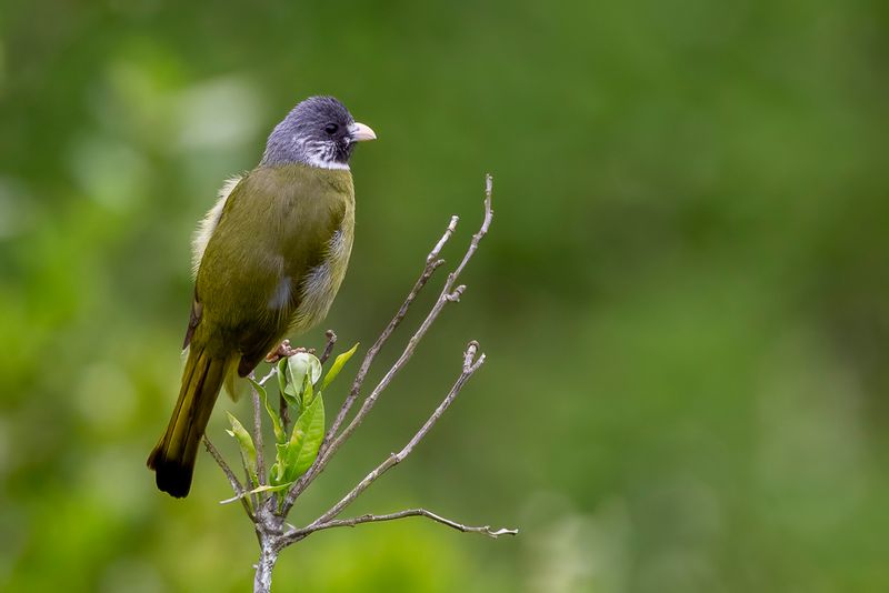 Collared Finchbill