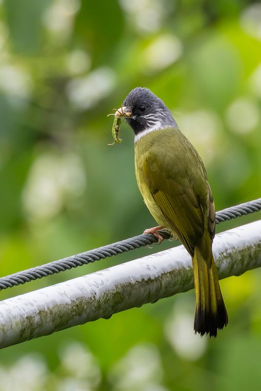 Collared Finchbill