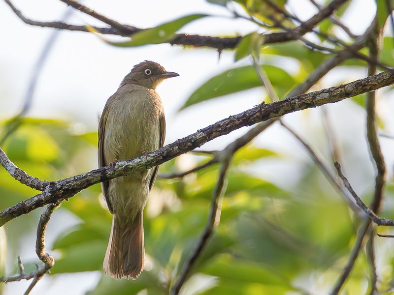 Cream-vented Bulbul