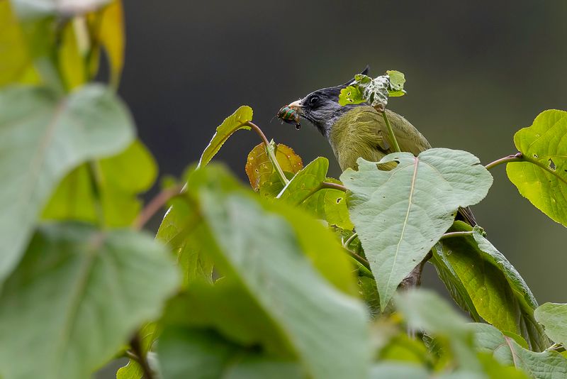 Crested Finchbill