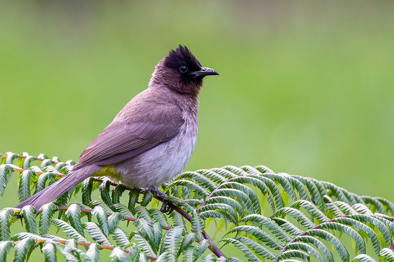 Common Bulbul