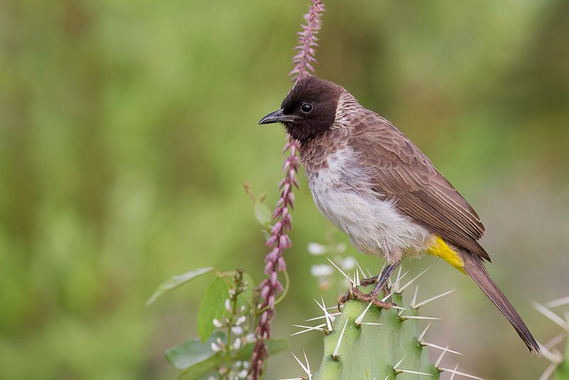 Common Bulbul