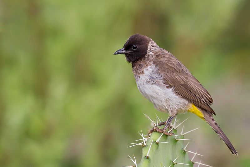 Common Bulbul