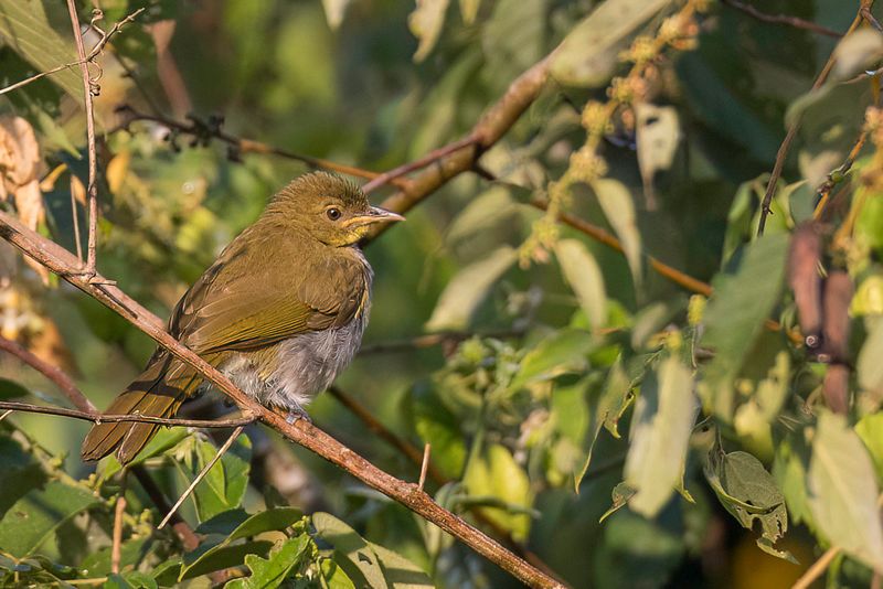 Falkenstein's Greenbul