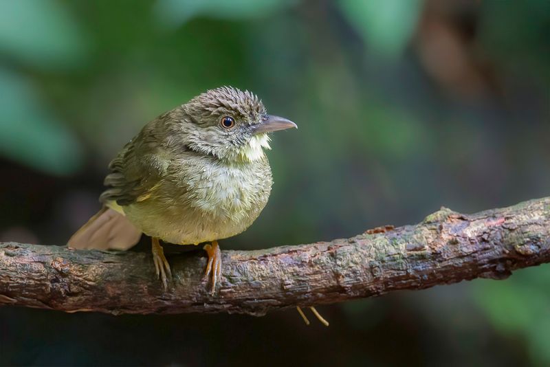 Finsch's Bulbul