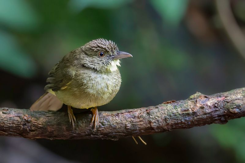 Finsch's Bulbul
