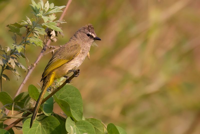 Flavescent Bulbul