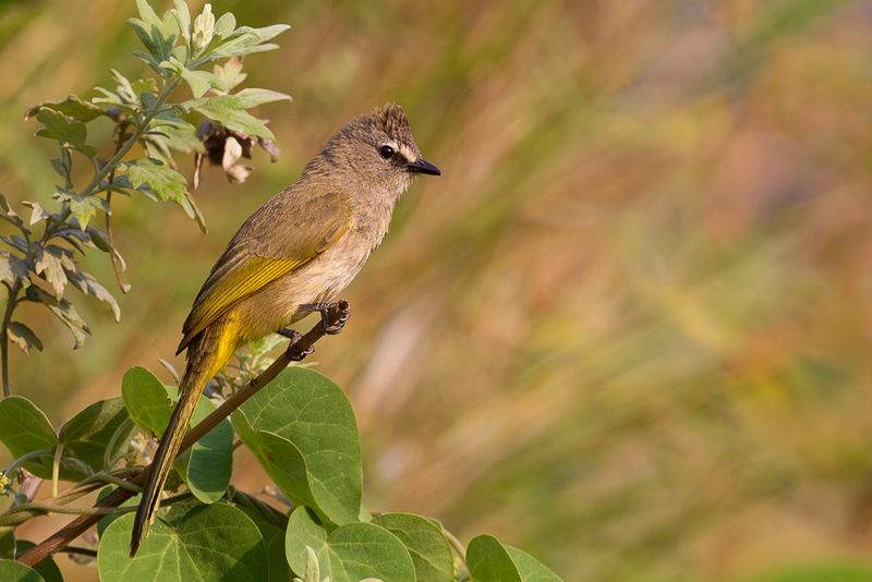 Flavescent Bulbul