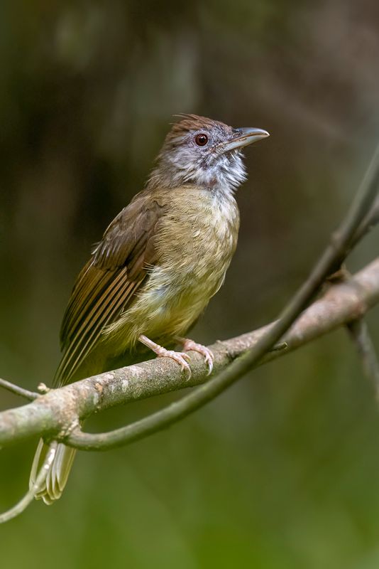 Grey-cheeked Bulbul
