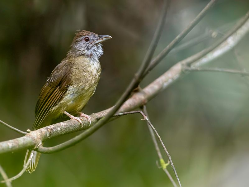 Grey-cheeked Bulbul