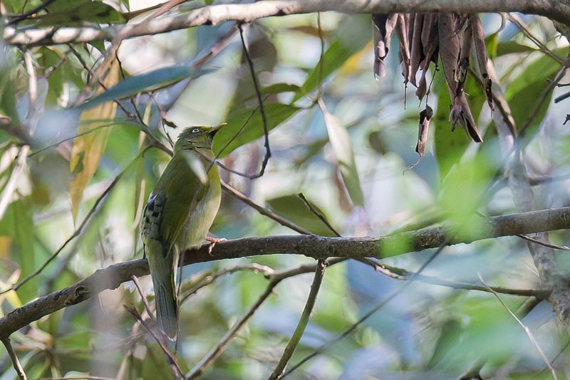 Grey-headed Bulbul