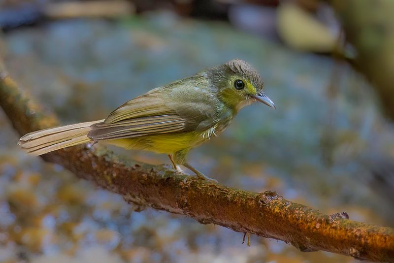 Hairy-backed Bulbul