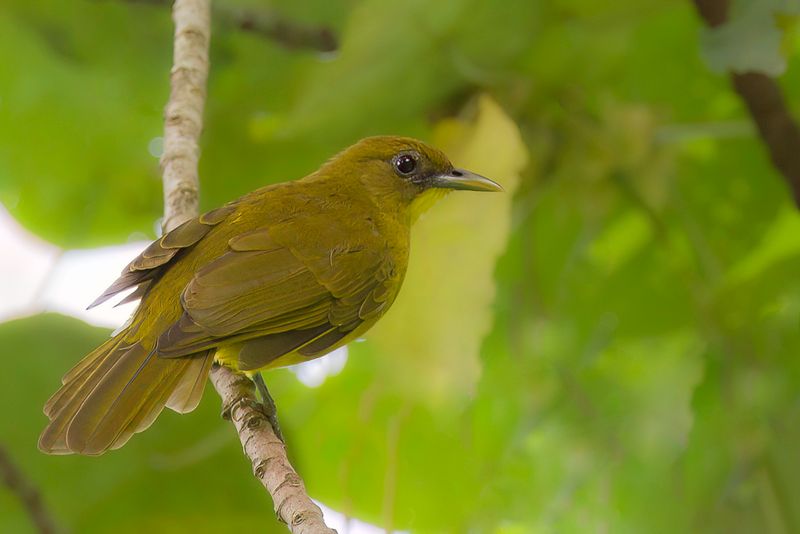 Halmahera Golden Bulbul