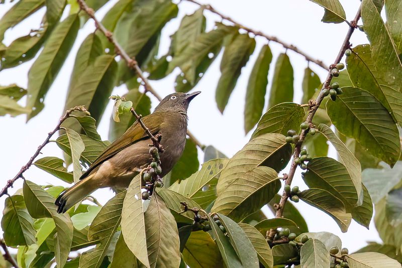 Honeyguide Greenbul