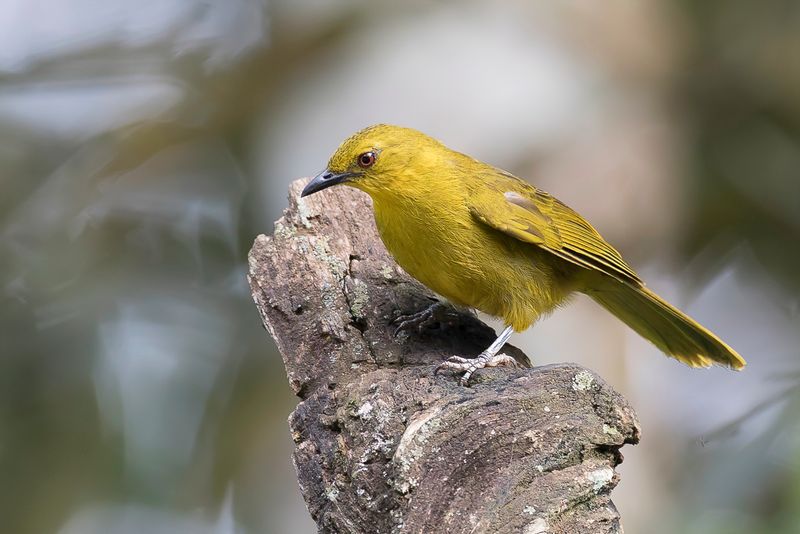 Joyful Greenbul