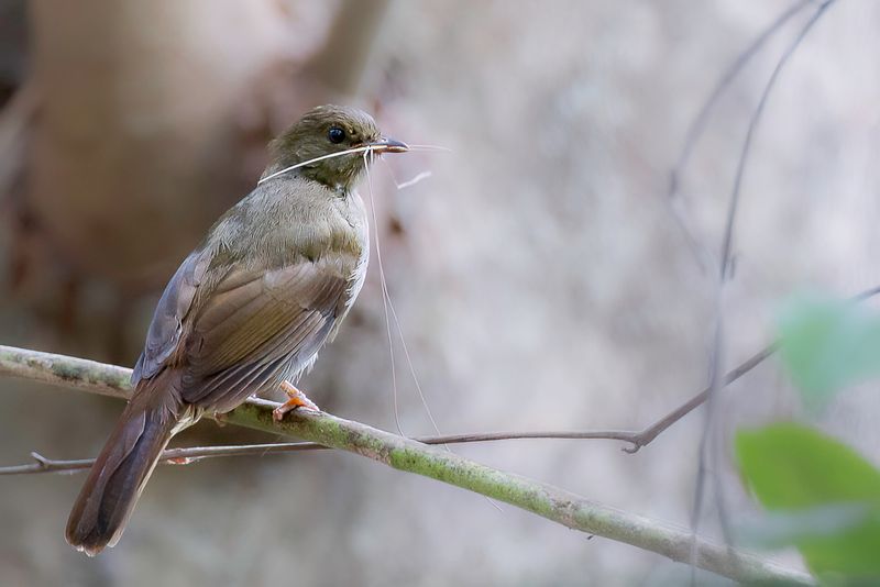 Little Greenbul