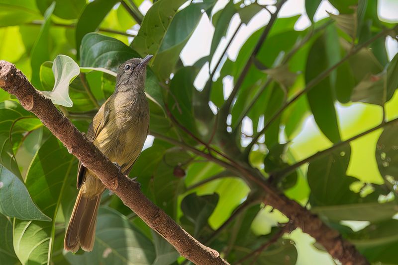 Little Grey Greenbul
