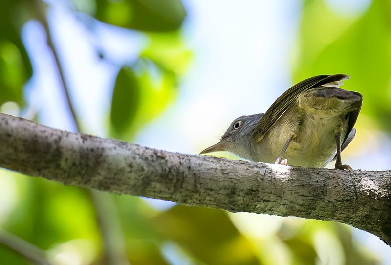 Lowland Tiny Greenbul