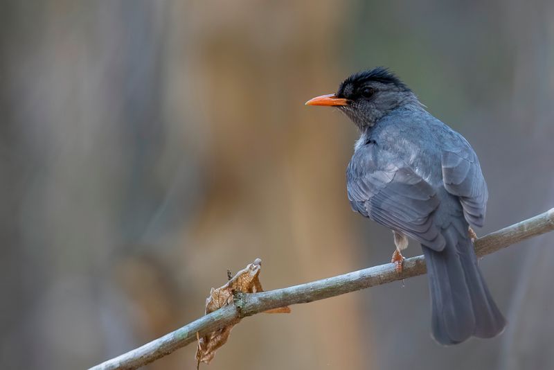 Malagasy Bulbul
