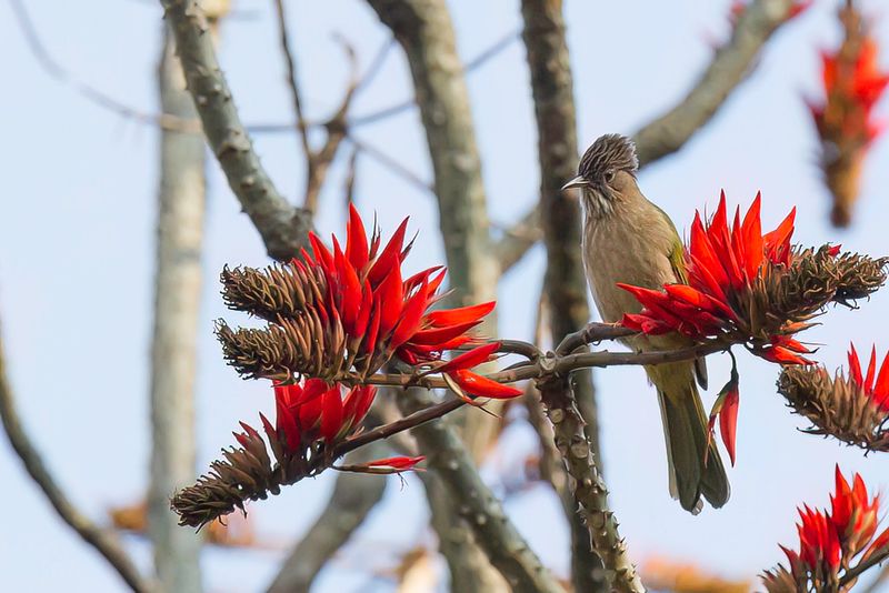 Mountain Bulbul