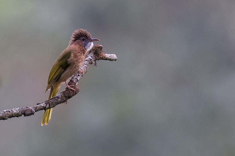 Mountain Bulbul