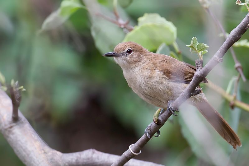Northern Brownbul