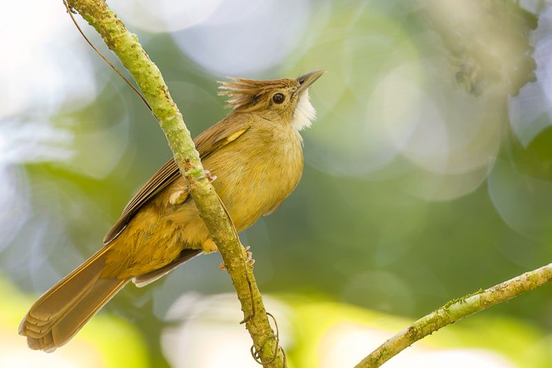 Ochraceous Bulbul