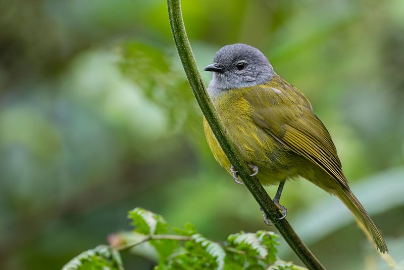 Kikuyu Mountain Greenbul