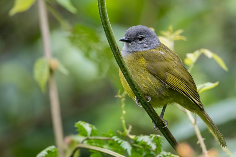 Kikuyu Mountain Greenbul