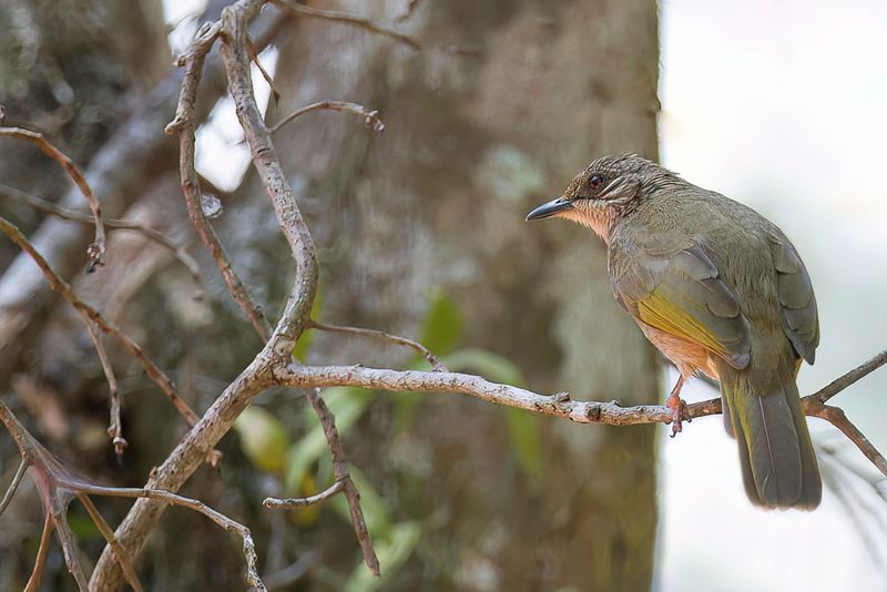 Olive-winged Bulbul