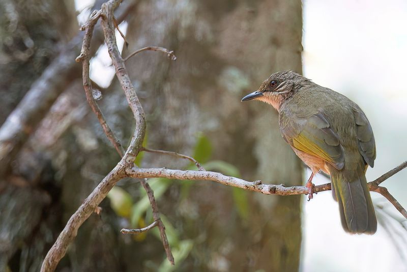 Olive-winged Bulbul