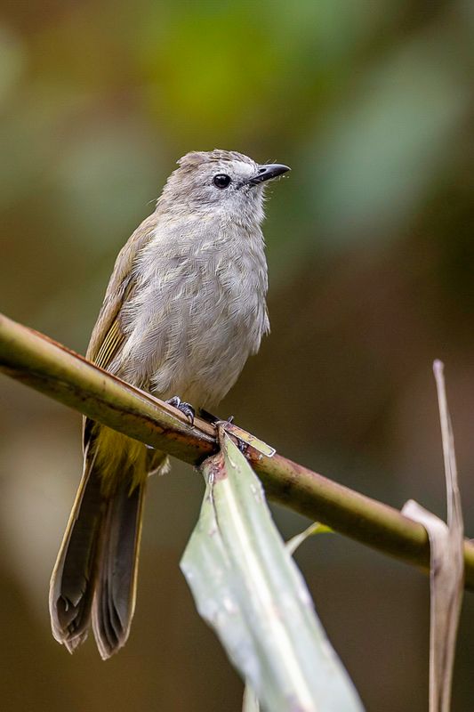 Pale-faced Bulbul