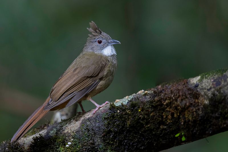 Penan Bulbul