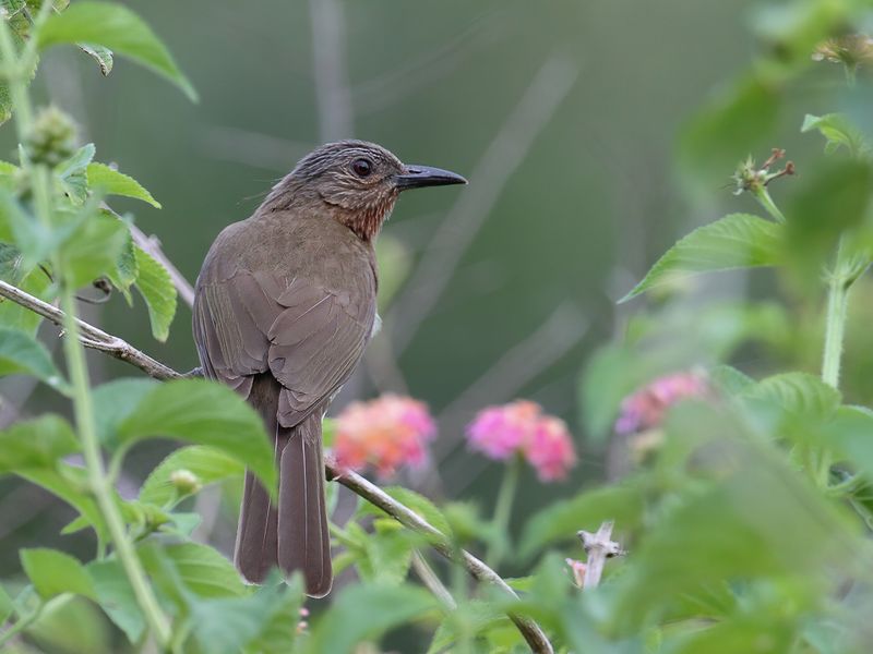 Philippine Bulbul