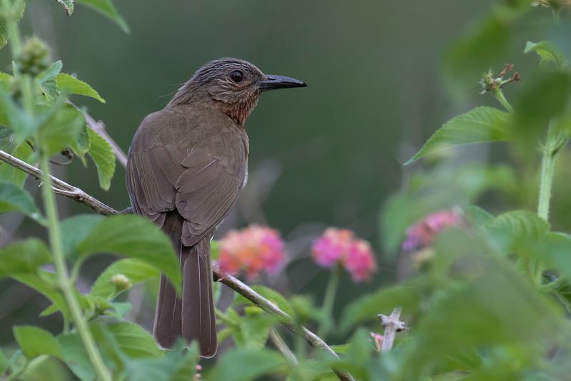 Philippine Bulbul