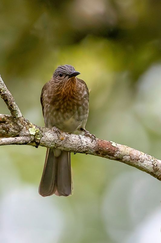 Philippine Bulbul