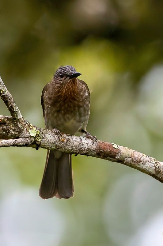 Philippine Bulbul