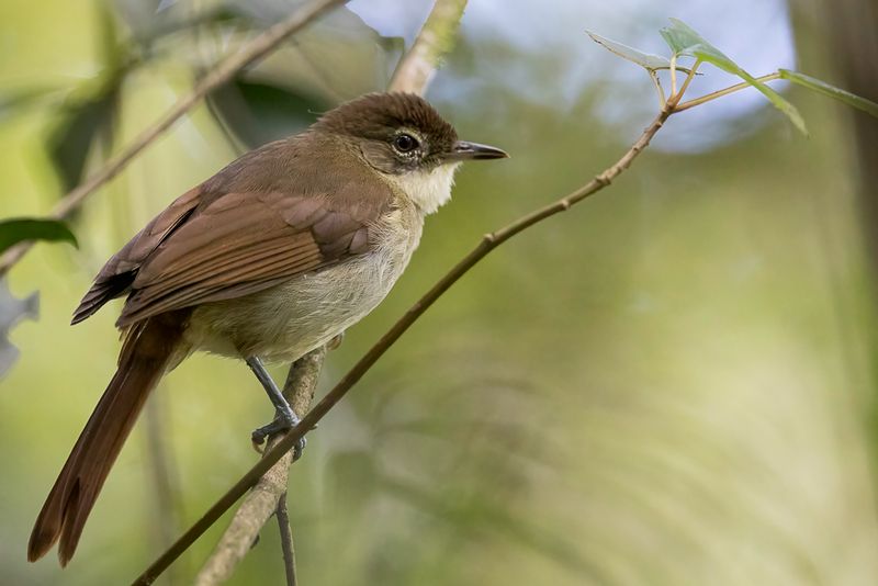 Placid Greenbul