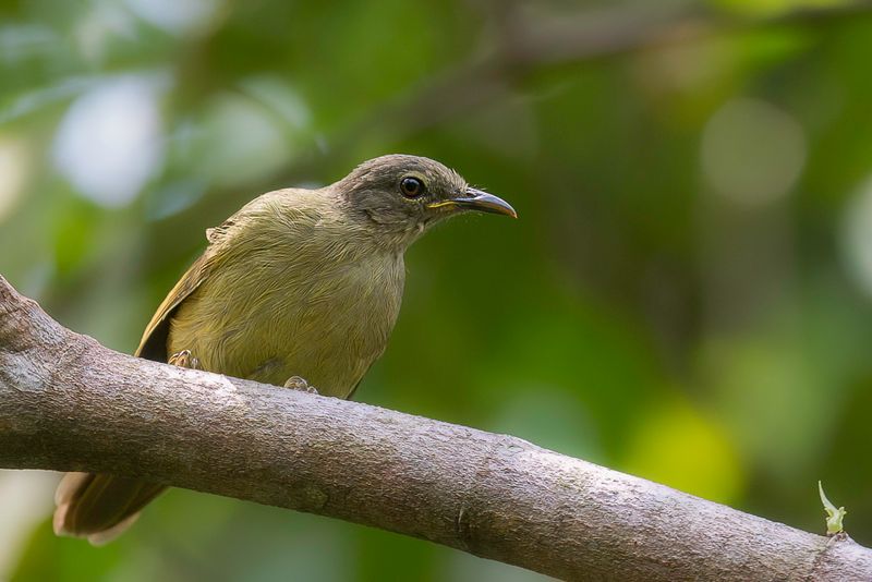 Cabanis's Greenbul