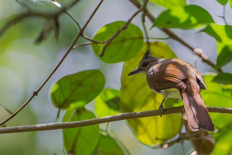 Puff-backed Bulbul