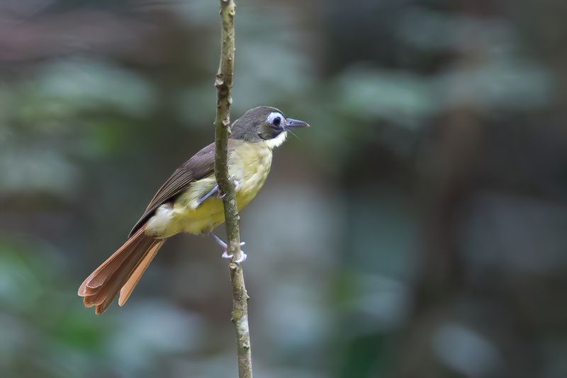 Red-tailed Bristlebill