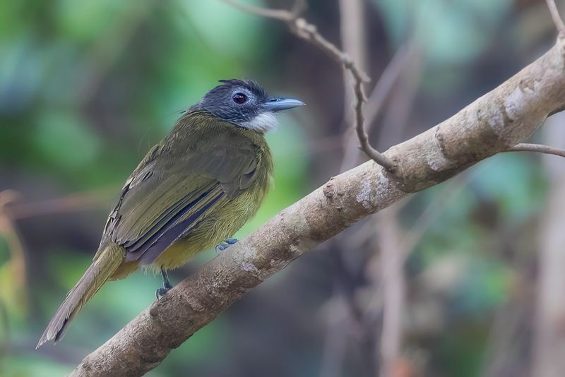 Red-tailed Greenbul