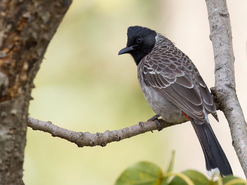 Red-vented Bulbul