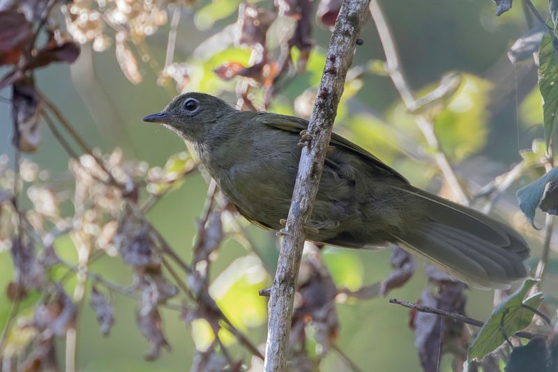Shelley's Greenbul