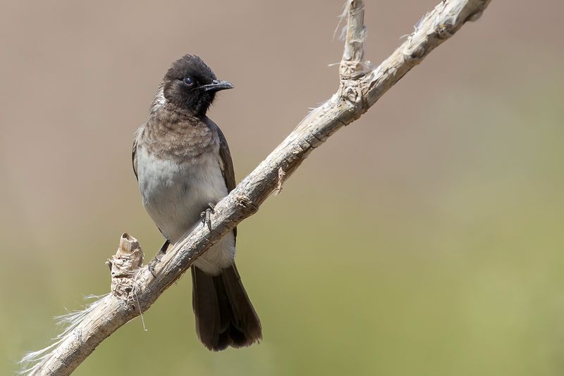 Common Bulbul