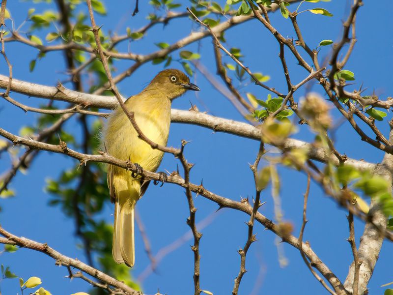 Sombre Greenbul