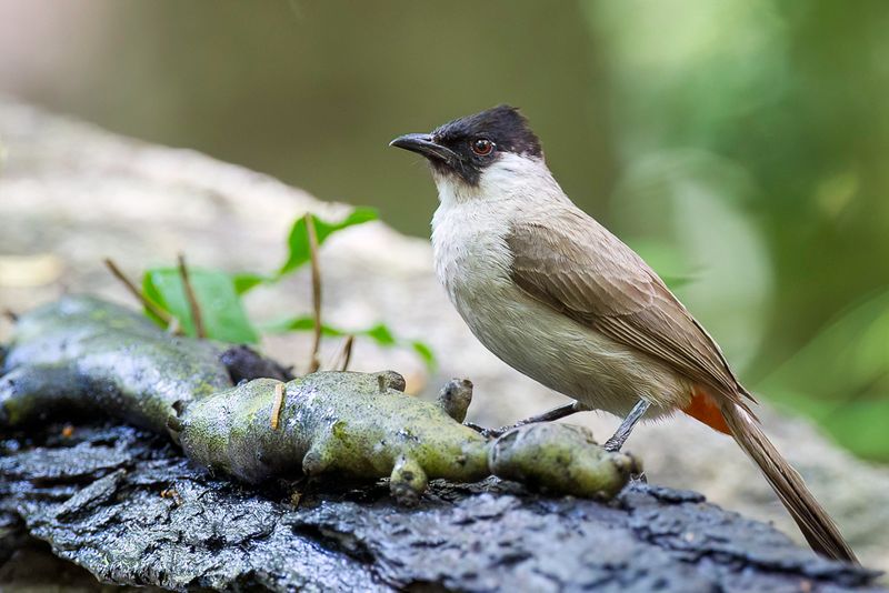 Sooty-headed Bulbul