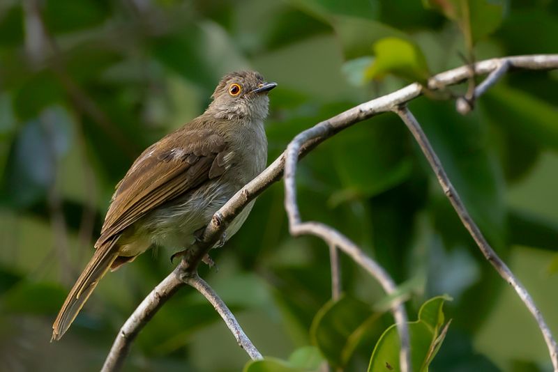 Spectacled Bulbul